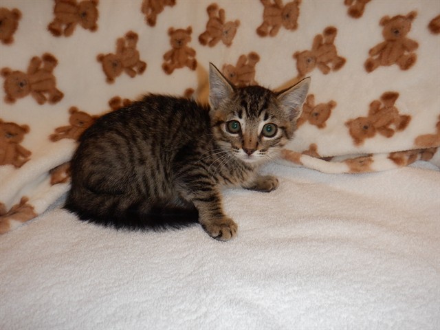 Adoptable Cat