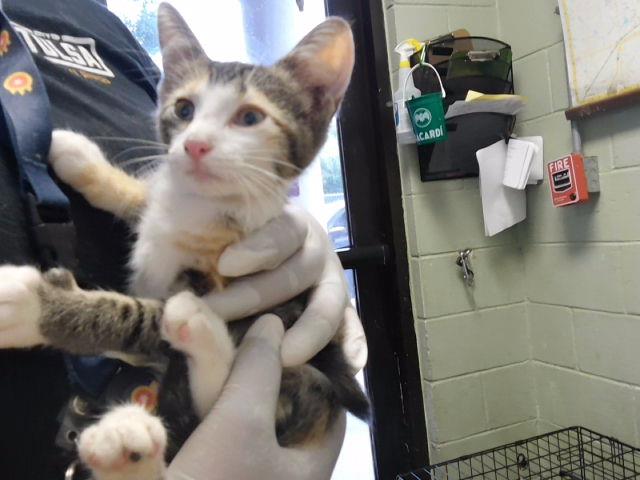 Adoptable Cat