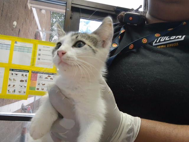 Adoptable Cat