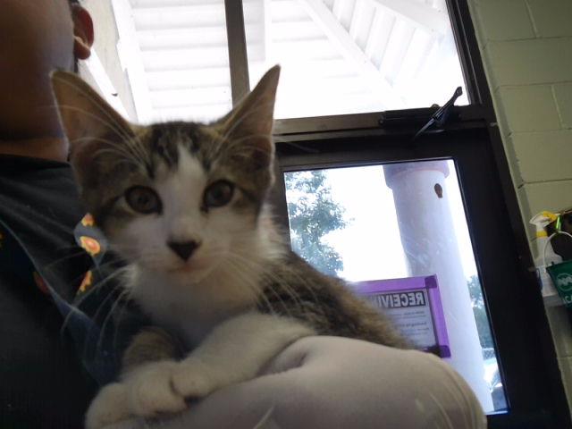 Adoptable Cat