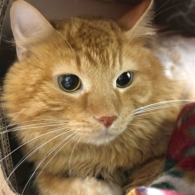 Milo