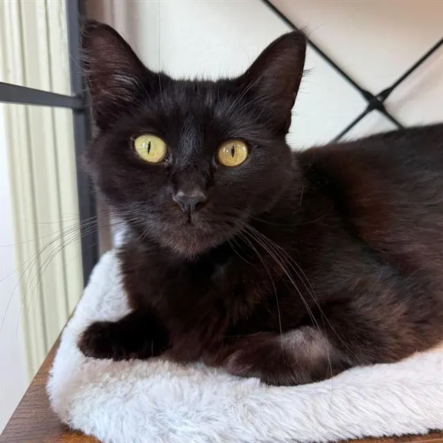 Stella