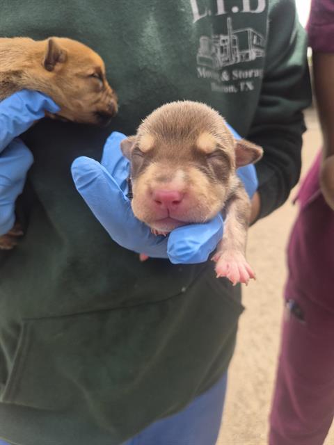 Adoptable Dog