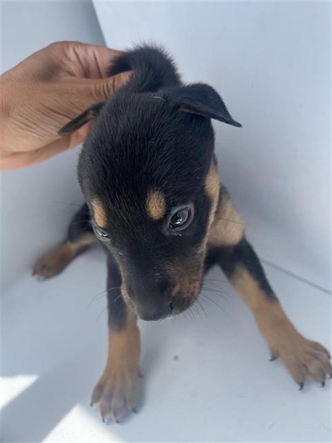 Adoptable Dog