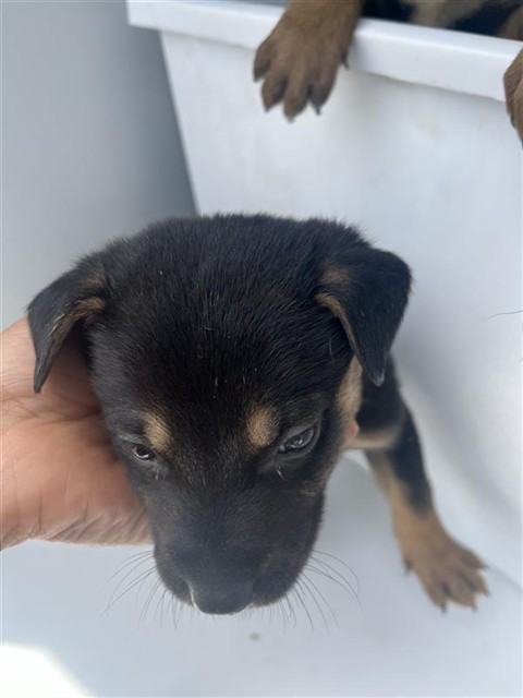 Adoptable Dog