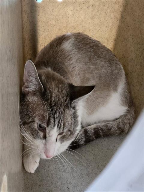 Adoptable Cat