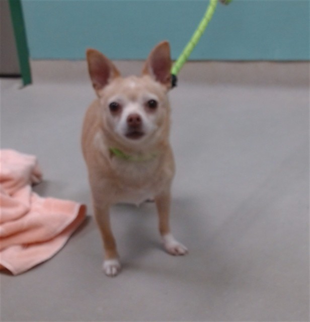 Adoptable Dog