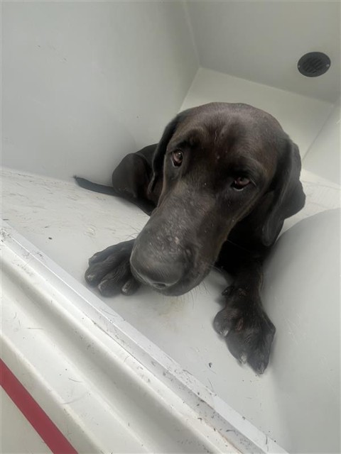 Adoptable Dog