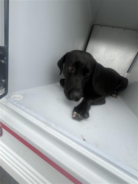 Adoptable Dog