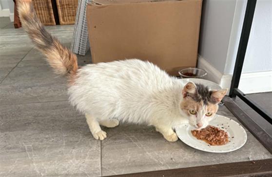 Adoptable Cat