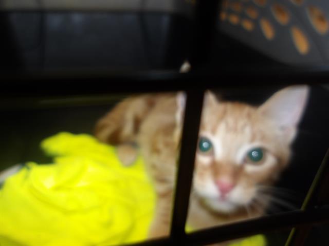 Adoptable Cat