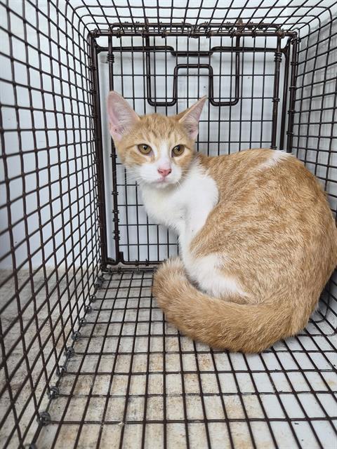 Adoptable Cat