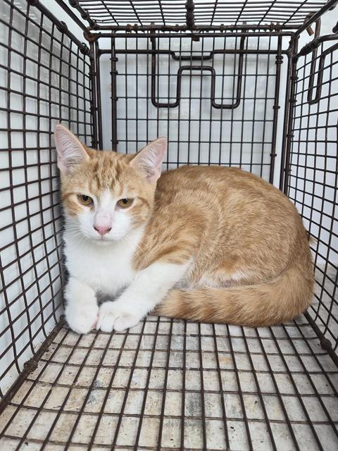 Adoptable Cat
