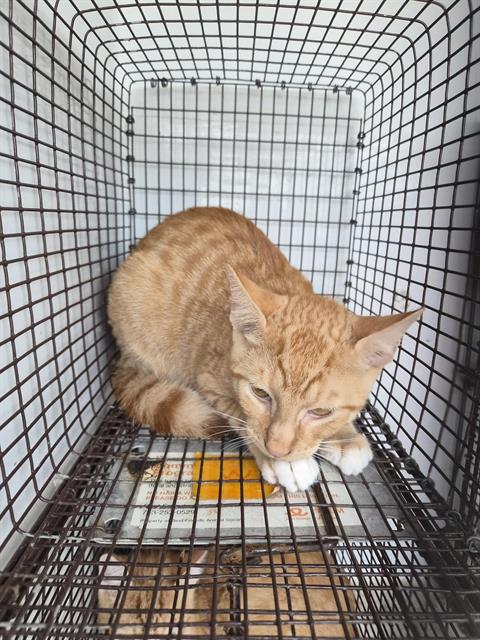 Adoptable Cat