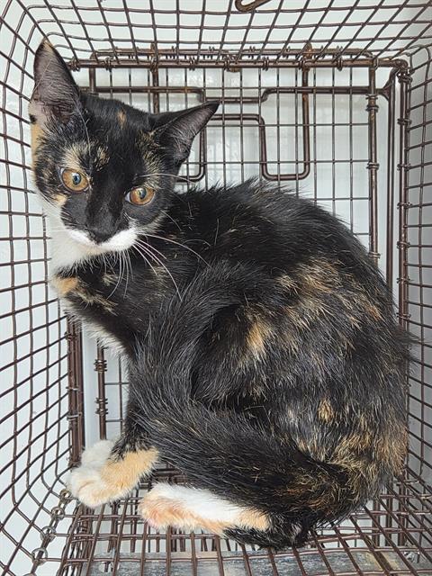 Adoptable Cat