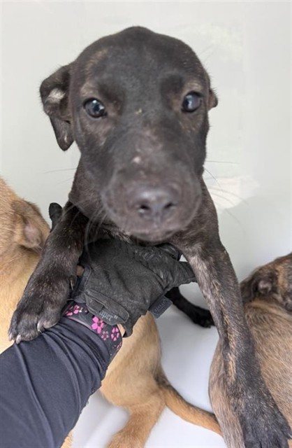 Adoptable Dog