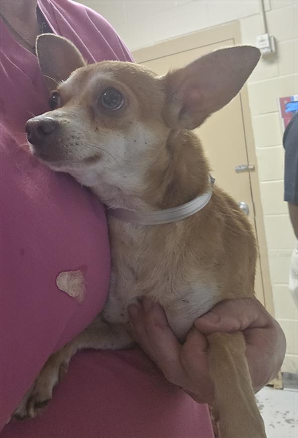 Adoptable Dog