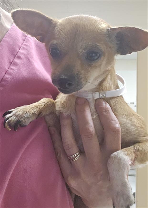 Adoptable Dog