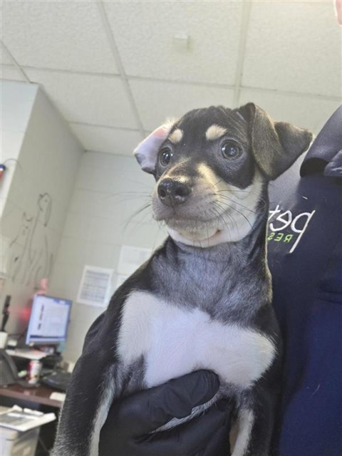 Adoptable Dog