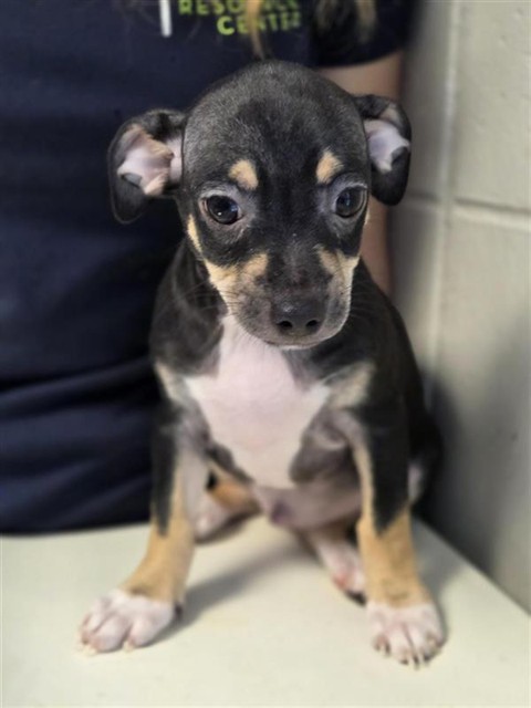 Adoptable Dog