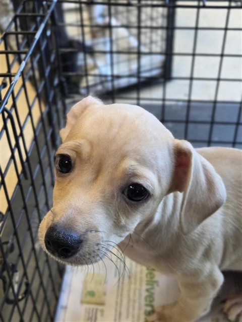 Adoptable Dog