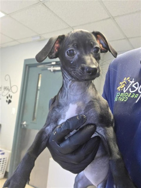 Adoptable Dog