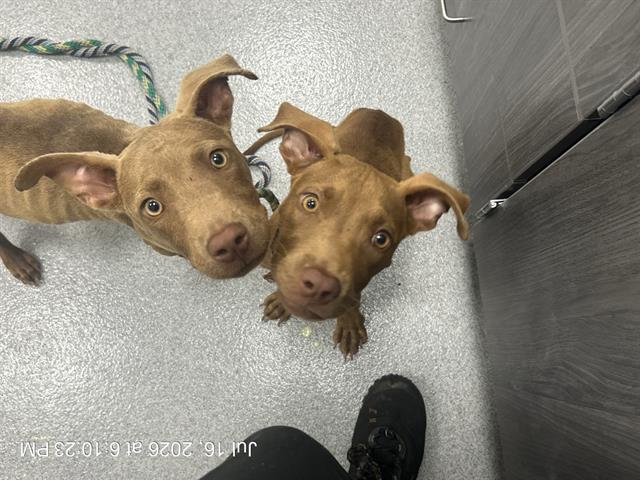 Adoptable Dog
