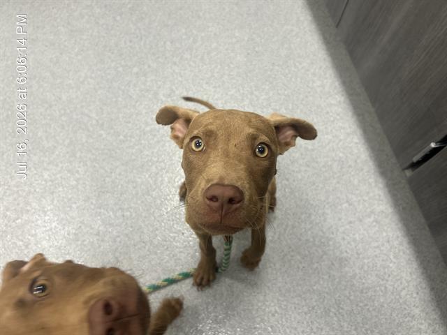 Adoptable Dog