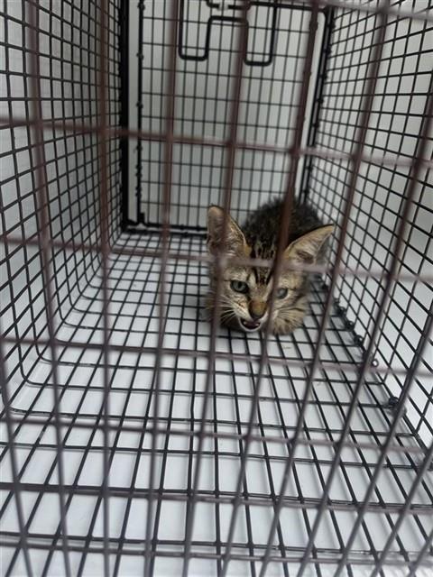 Adoptable Cat