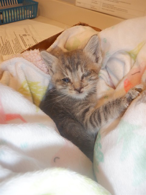 Adoptable Cat