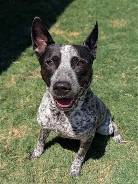 Miss Speckles
