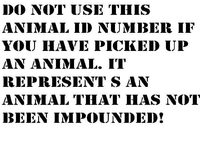 Adoptable Dog