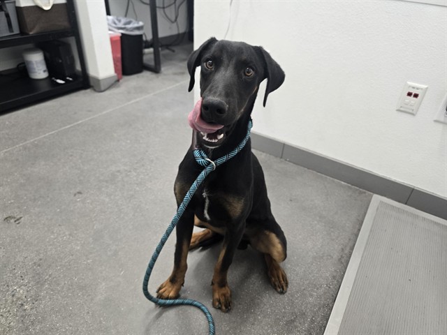 Vader