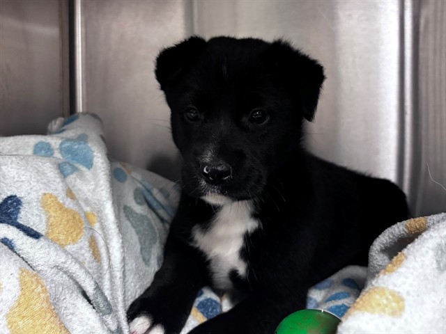 Adoptable Dog