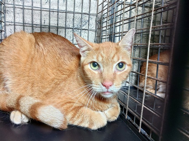 Adoptable Cat
