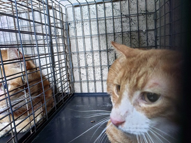 Adoptable Cat