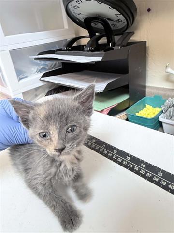 Adoptable Cat