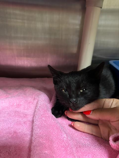 Adoptable Cat