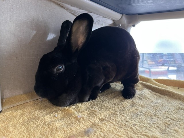 Hoppity The Bunny