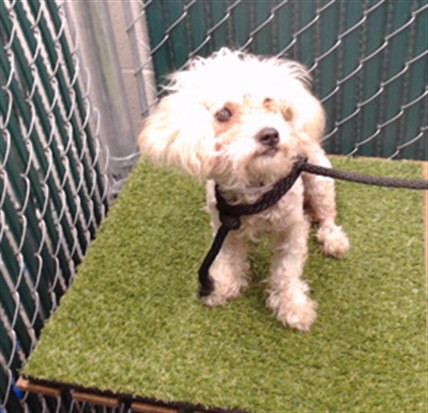 Adoptable Dog