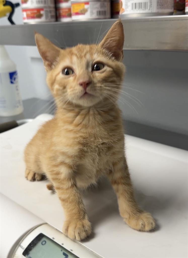 Milo