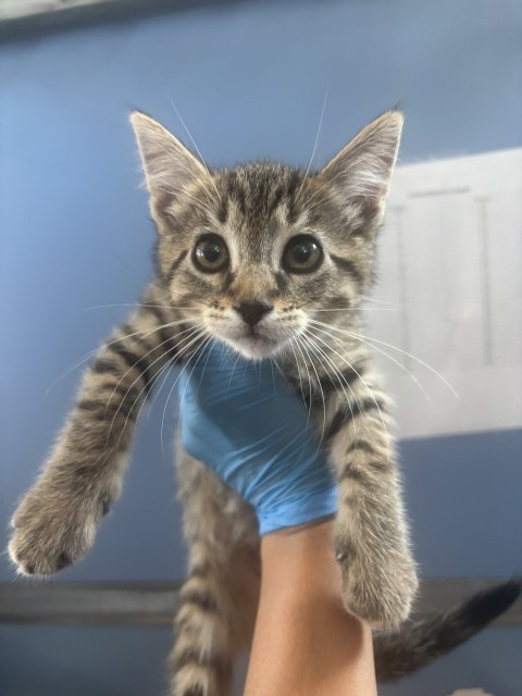 Kira