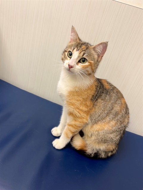 Adoptable Cat