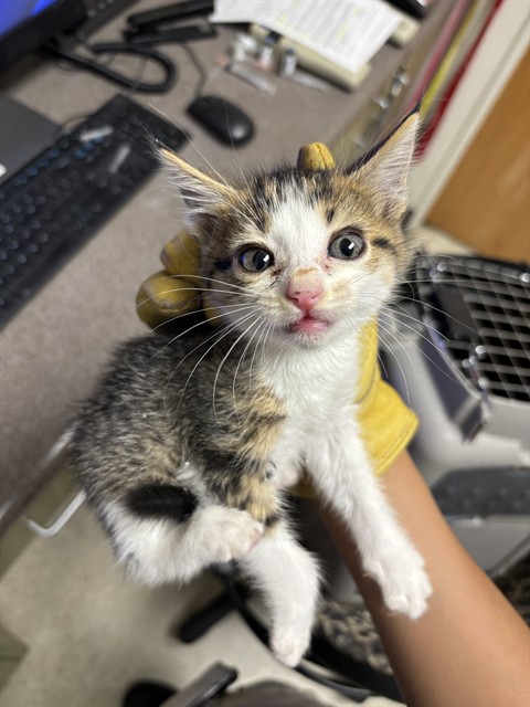 Adoptable Cat