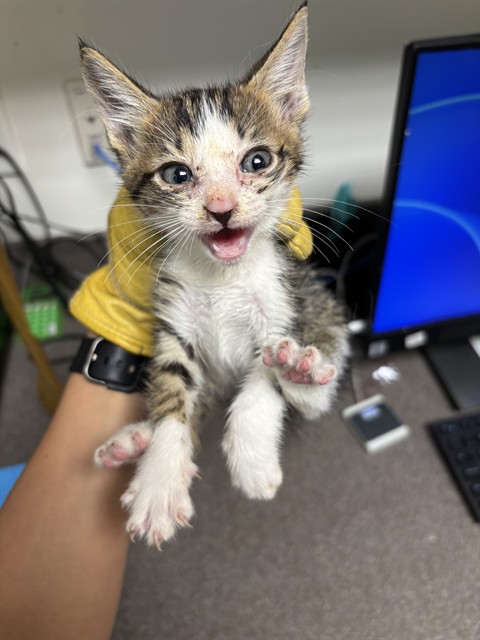 Adoptable Cat
