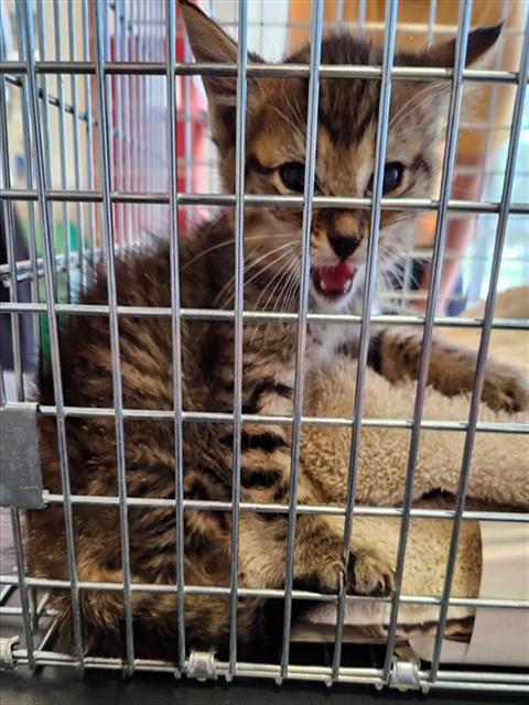 Adoptable Cat