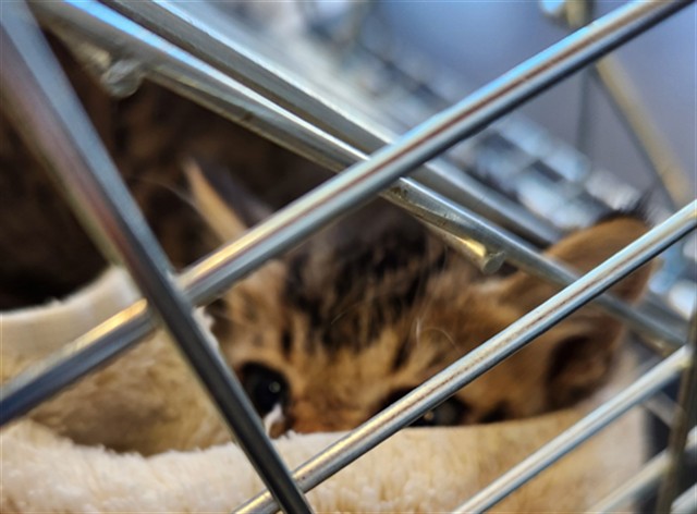 Adoptable Cat