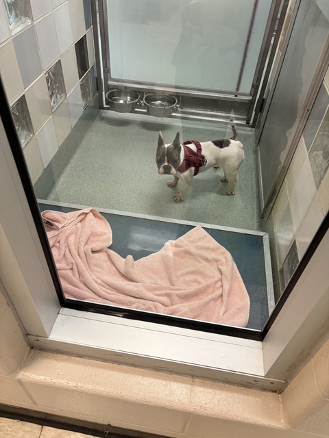 Adoptable Dog
