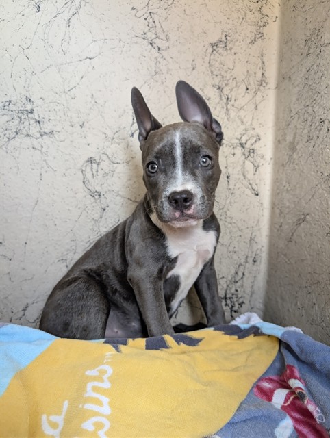 Adoptable Dog