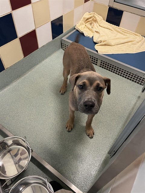 Adoptable Dog